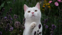 Desktop image. Cats. ID:131574