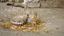 Desktop image. Cats. ID:131583