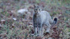Desktop image. Cats. ID:131690