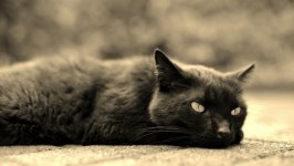 Desktop wallpaper. Cats. ID:131736