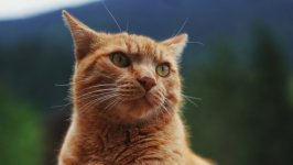 Desktop wallpaper. Cats. ID:131739