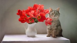 Desktop wallpaper. Cats. ID:131751