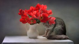 Desktop wallpaper. Cats. ID:131752