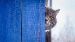 Desktop wallpaper. Cats. ID:131775