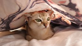 Desktop wallpaper. Cats. ID:131776