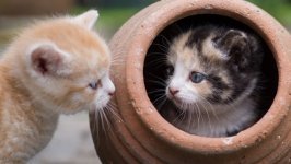 Desktop wallpaper. Cats. ID:131788