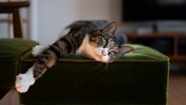 Desktop wallpaper. Cats. ID:131807