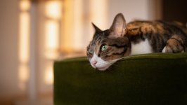 Desktop wallpaper. Cats. ID:131809