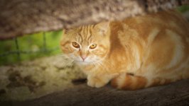 Desktop wallpaper. Cats. ID:131820