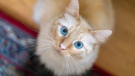 Desktop wallpaper. Cats. ID:131835