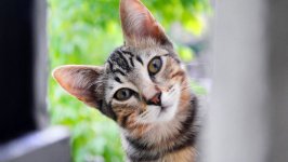 Desktop wallpaper. Cats. ID:131840