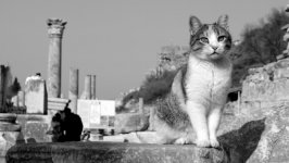 Desktop wallpaper. Cats. ID:131849
