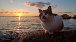 Desktop wallpaper. Cats. ID:131884
