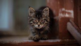 Desktop wallpaper. Cats. ID:133975