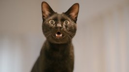 Desktop wallpaper. Cats. ID:134122