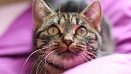 Desktop wallpaper. Cats. ID:134151
