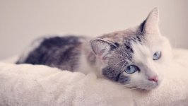 Desktop wallpaper. Cats. ID:134172