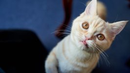 Desktop wallpaper. Cats. ID:134251