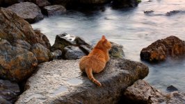 Desktop wallpaper. Cats. ID:134436