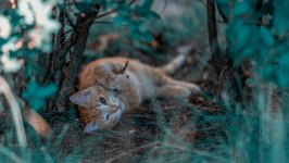Desktop wallpaper. Cats. ID:134459