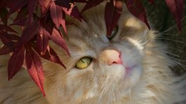 Desktop image. Cats. ID:134512
