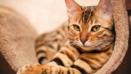 Desktop wallpaper. Cats. ID:165731