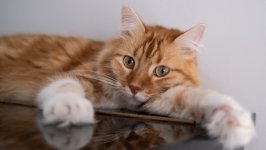 Desktop wallpaper. Cats. ID:135616