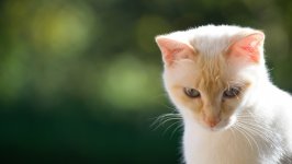 Desktop wallpaper. Cats. ID:135875