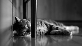 Desktop wallpaper. Cats. ID:138371