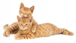 Desktop wallpaper. Cats. ID:165116