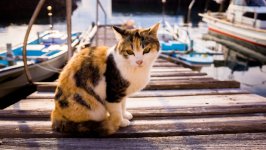 Desktop wallpaper. Cats. ID:138488