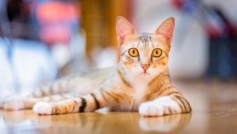 Desktop wallpaper. Cats. ID:138520