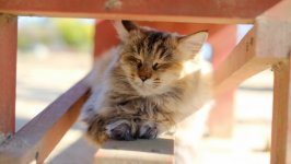 Desktop wallpaper. Cats. ID:138539