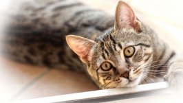 Desktop wallpaper. Cats. ID:138541