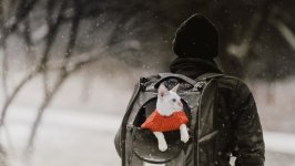 Desktop wallpaper. Cats. ID:138604