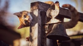 Desktop wallpaper. Cats. ID:138745