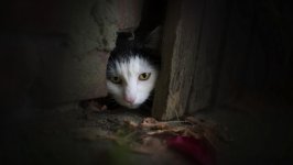 Desktop wallpaper. Cats. ID:138750