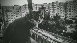 Desktop wallpaper. Cats. ID:138792