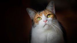 Desktop wallpaper. Cats. ID:138798
