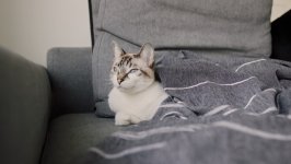 Desktop wallpaper. Cats. ID:138824