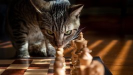 Desktop wallpaper. Cats. ID:139057