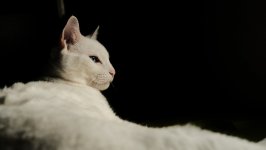Desktop wallpaper. Cats. ID:139071