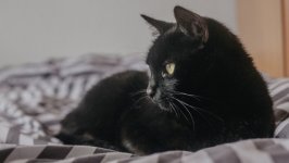 Desktop wallpaper. Cats. ID:139082