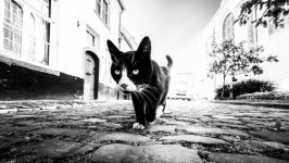 Desktop wallpaper. Cats. ID:139336