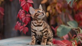 Desktop wallpaper. Cats. ID:139505