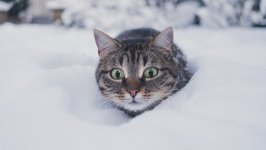 Desktop wallpaper. Cats. ID:139510