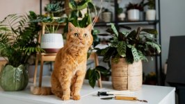 Desktop wallpaper. Cats. ID:139513