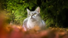 Desktop wallpaper. Cats. ID:139558