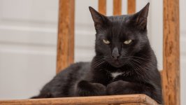 Desktop wallpaper. Cats. ID:139604