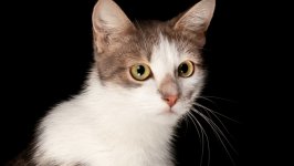 Desktop wallpaper. Cats. ID:139666